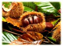 picture of La Ferme De Brossard